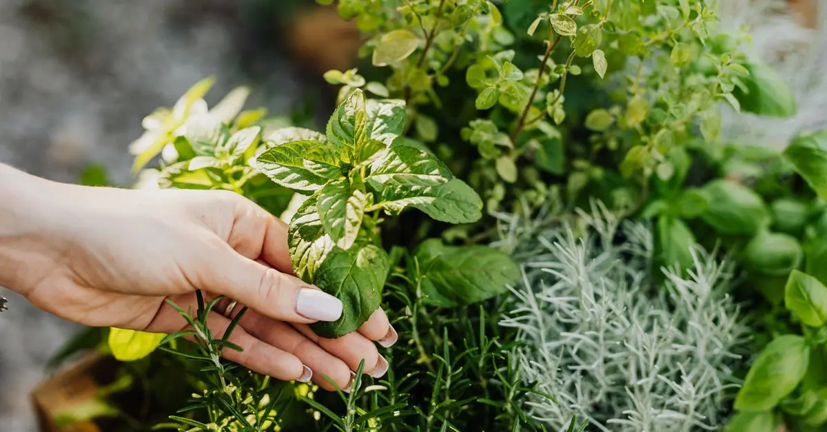 Comment créer un jardin de plantes médicinales chez soi