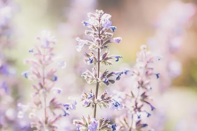 Les Plantes Aromatiques Indispensables Pour Votre Jardin