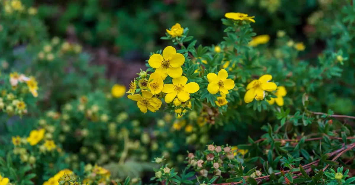 Les plantes vivaces indispensables pour un jardin écologique