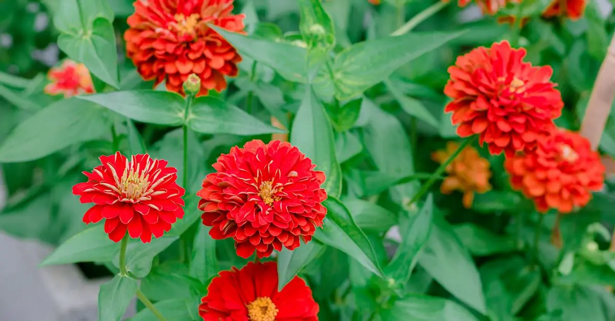 Les 10 meilleures plantes pour un jardin d'été éclatant