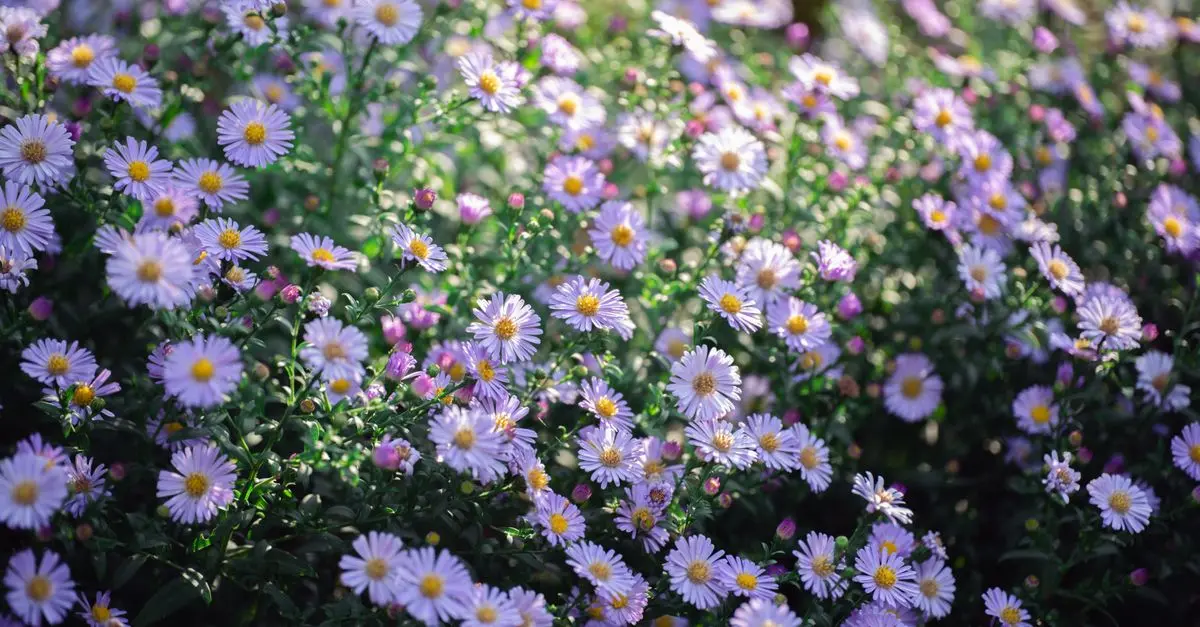 Comment choisir les bonnes plantes pour un jardin en automne