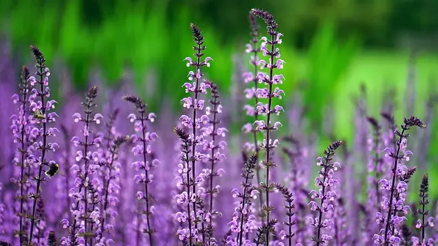 5 Plantes Grimpantes Idéales pour Embellir Votre Jardin