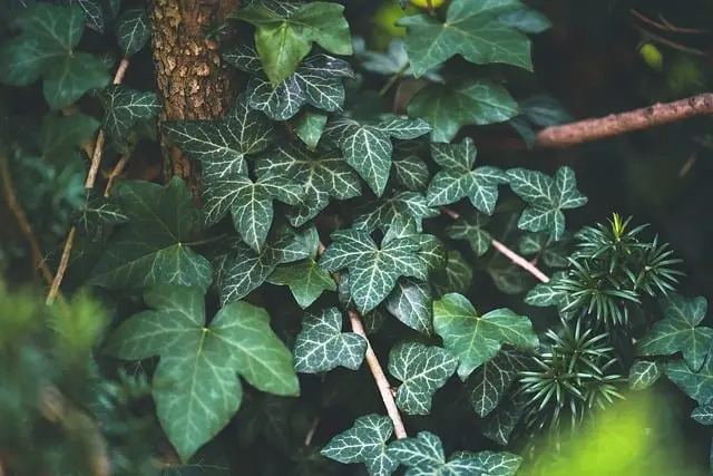 Comment créer un potager épanouissant : Guide pratique