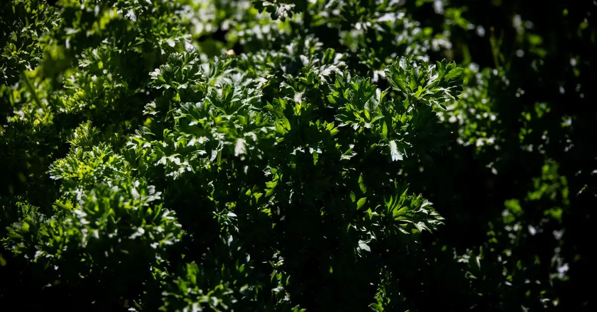 10 Plantes Parfaites Pour Créer Un Jardin Aromatique Épanouissant