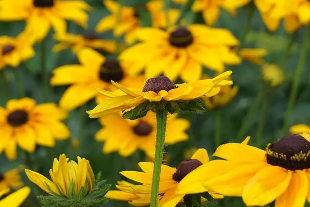 10 Astuces Pour Faire Fleurir Votre Jardin Tout Au Long de l'Année