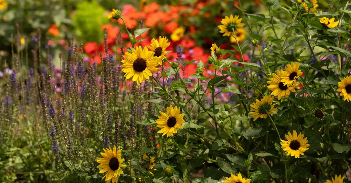 Les secrets d'un jardin fleuri toute l'année