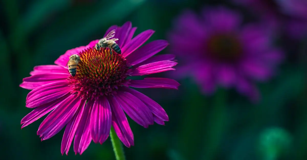 10 Plantes Vivaces Indispensables pour un Jardin Écologique