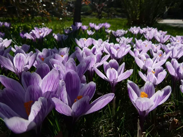 10 Plantes Vivaces Indispensables pour Épanouir Votre Jardin
