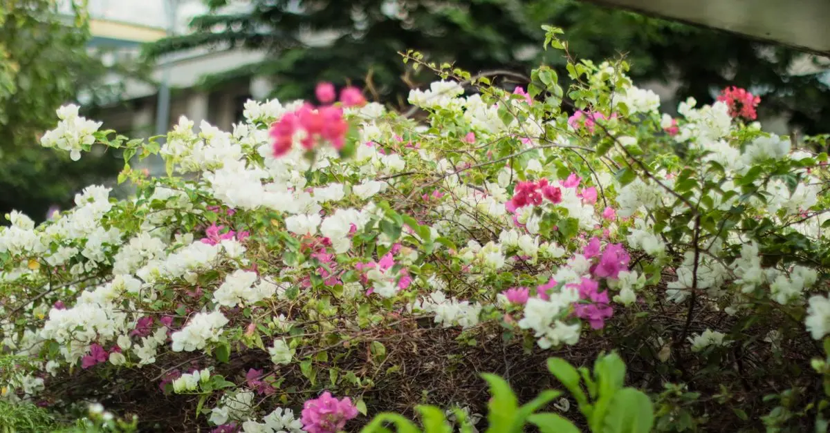 Les Plantes Parfaites pour Un Jardin Ensoleillé Tout au Long de l'Été