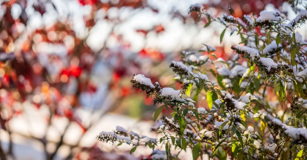 Les 8 meilleures plantes pour un jardin d'hiver éblouissant