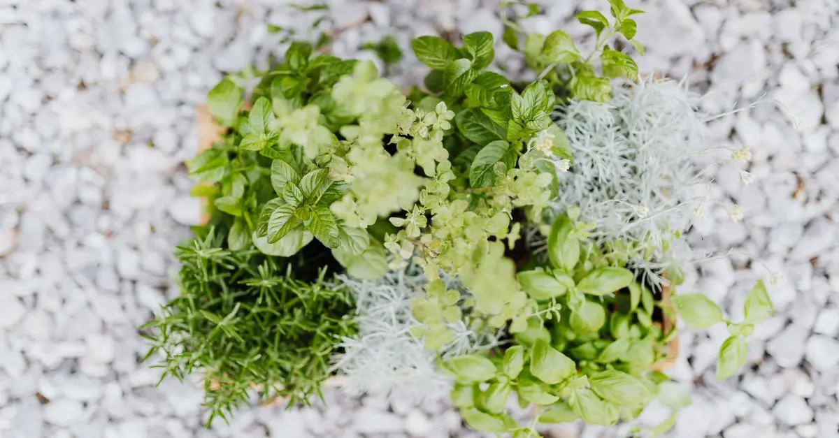Les Meilleures Plantes Aromatiques à Cultiver dans Votre Jardin