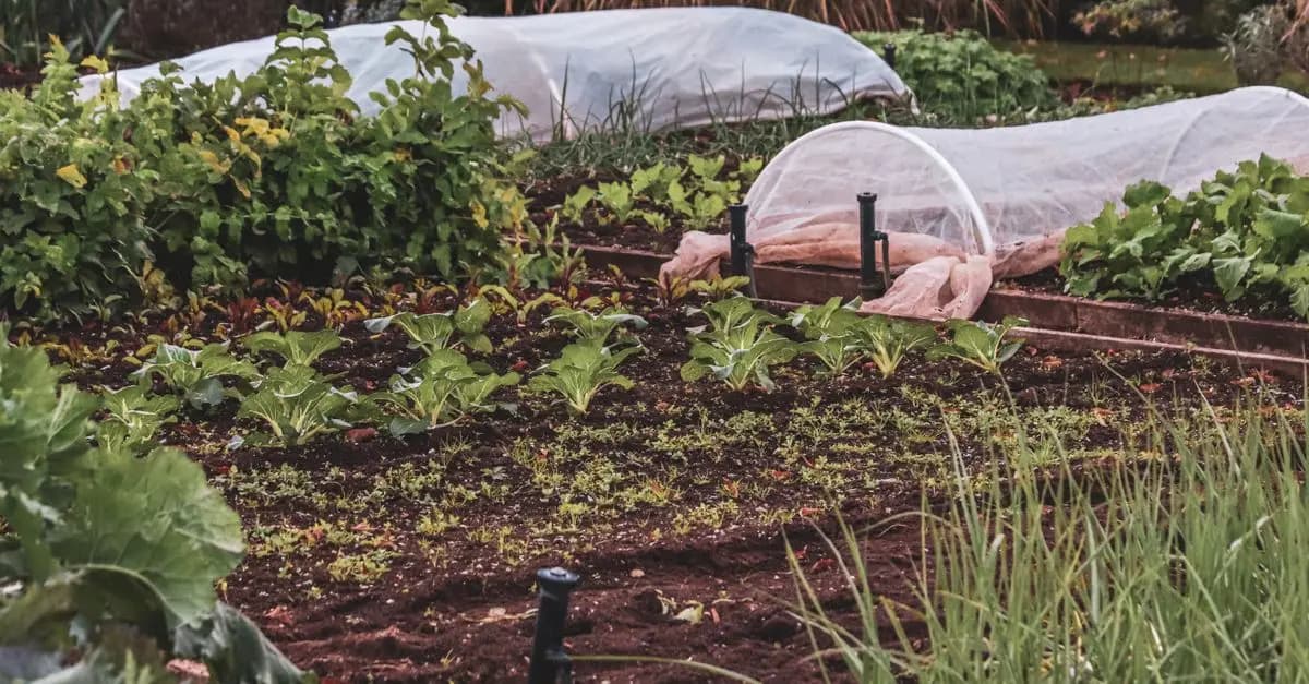 Guide pratique pour créer un jardin potager bio