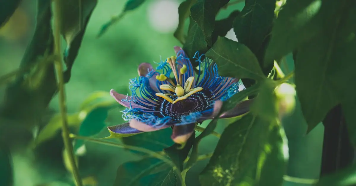 Les plantes incontournables pour un jardin fleuri toute l'année