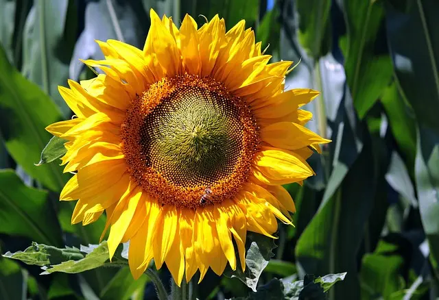7 Plantes Méditerranéennes Parfaites pour Votre Jardin