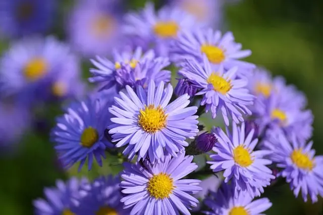 Guide Pratique Pour Réussir Votre Jardin Méditerranéen