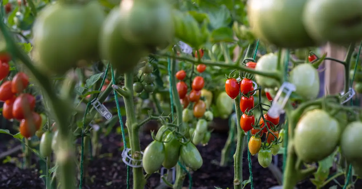 Comment créer un jardin potager en permaculture facilement