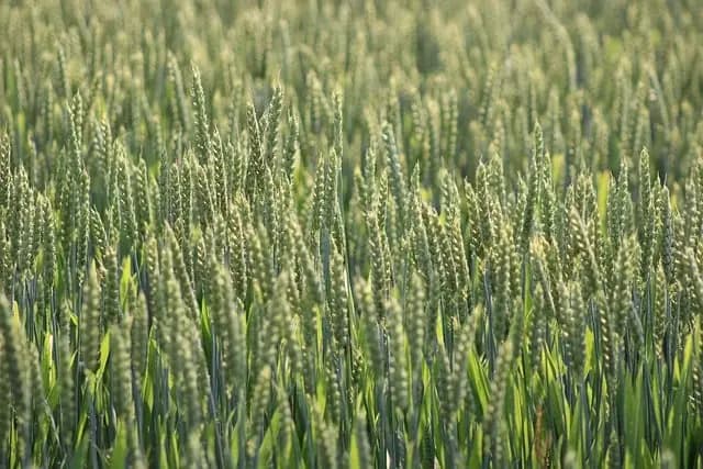 Conseils pour Créer un Jardin Vert et Durable