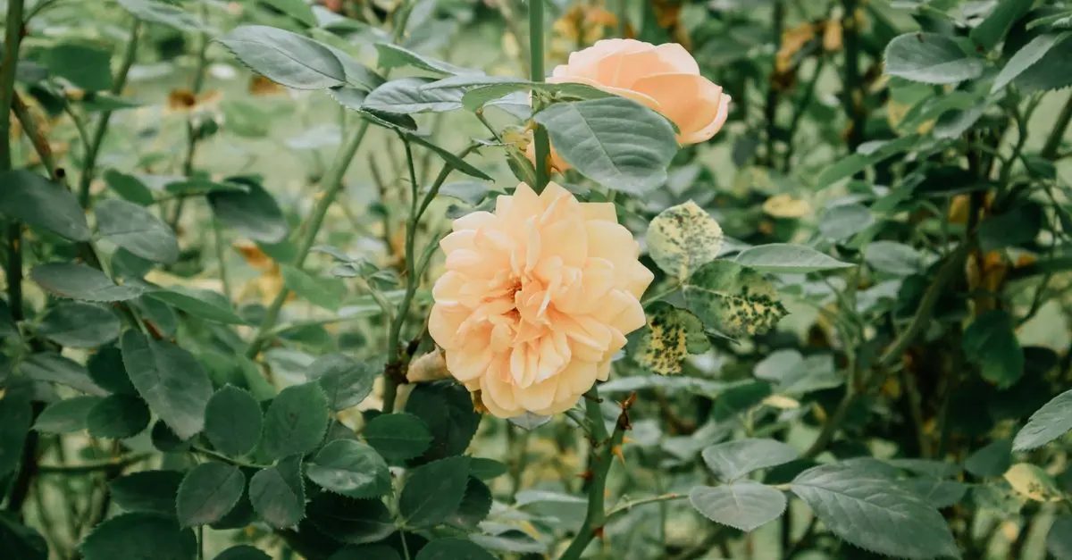 Conseils Pratiques pour Créer un Jardin Comestible Écologique