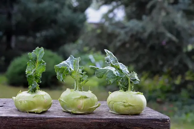 Comment créer un jardin potager en permaculture facilement