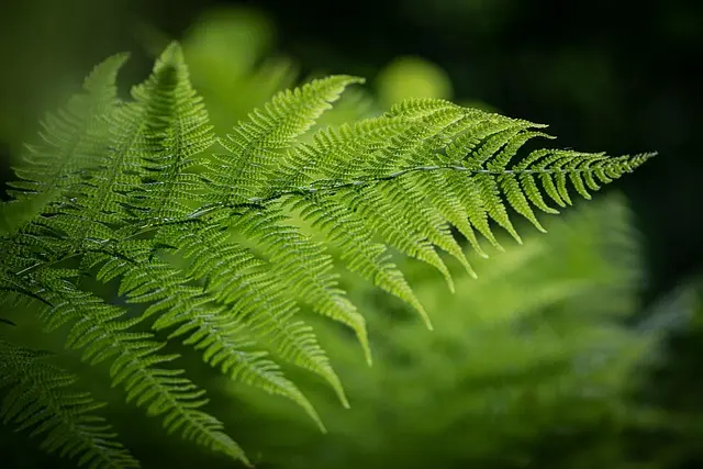 Comment choisir les meilleures plantes pour un jardin durable
