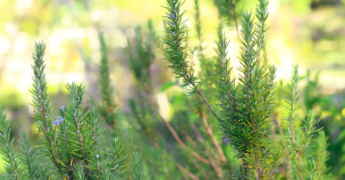 Les Plantes Aromatiques Indispensables pour Votre Jardin