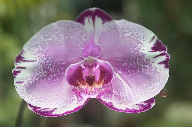 10 Plantes Parfaites Pour Éveiller Votre Jardin au Printemps