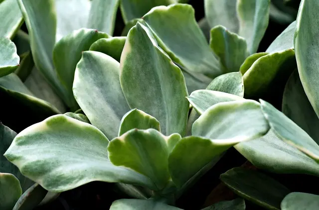 Comment Entretenir Votre Jardin Écologique en Toutes Saisons