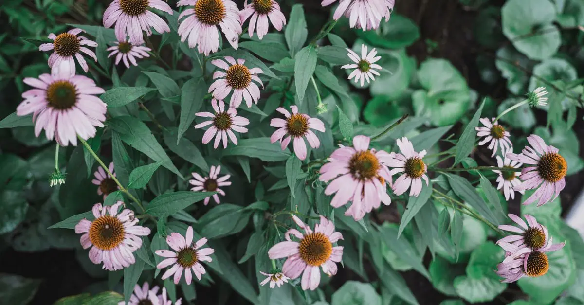 Les Meilleures Plantes pour un Jardin Écologique Épanouissant