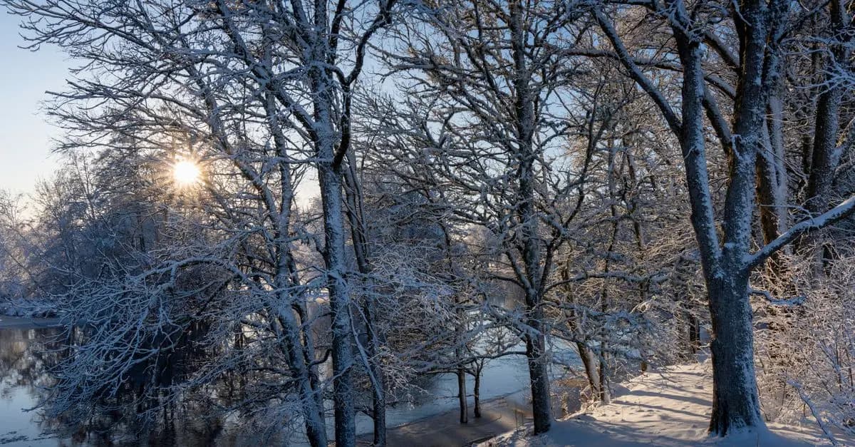 5 Astuces Pour Optimiser Votre Jardin d'Hiver
