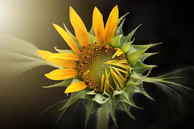 Tout savoir sur les plantes vivaces : guide complet