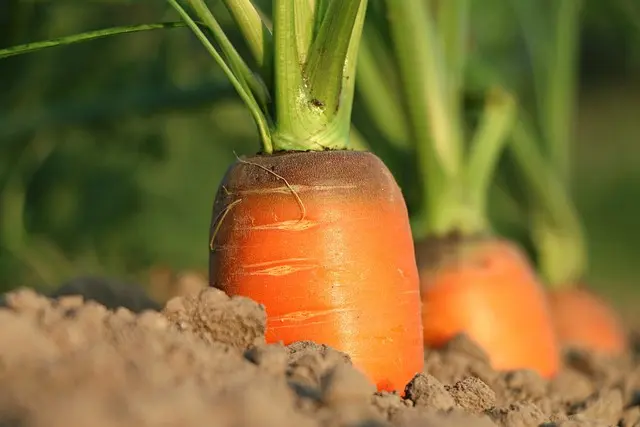 Les meilleures techniques de jardinage pour un potager réussi