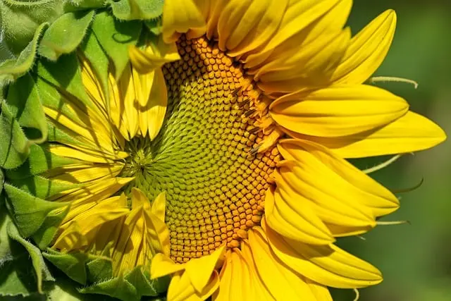 10 Plantes Aromatiques à Cultiver pour Éveiller Votre Jardin