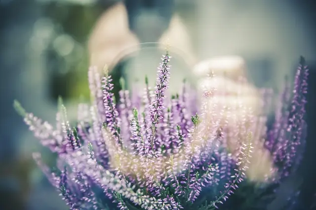 10 Plantes Aromatiques à Cultiver pour Éveiller Votre Jardin