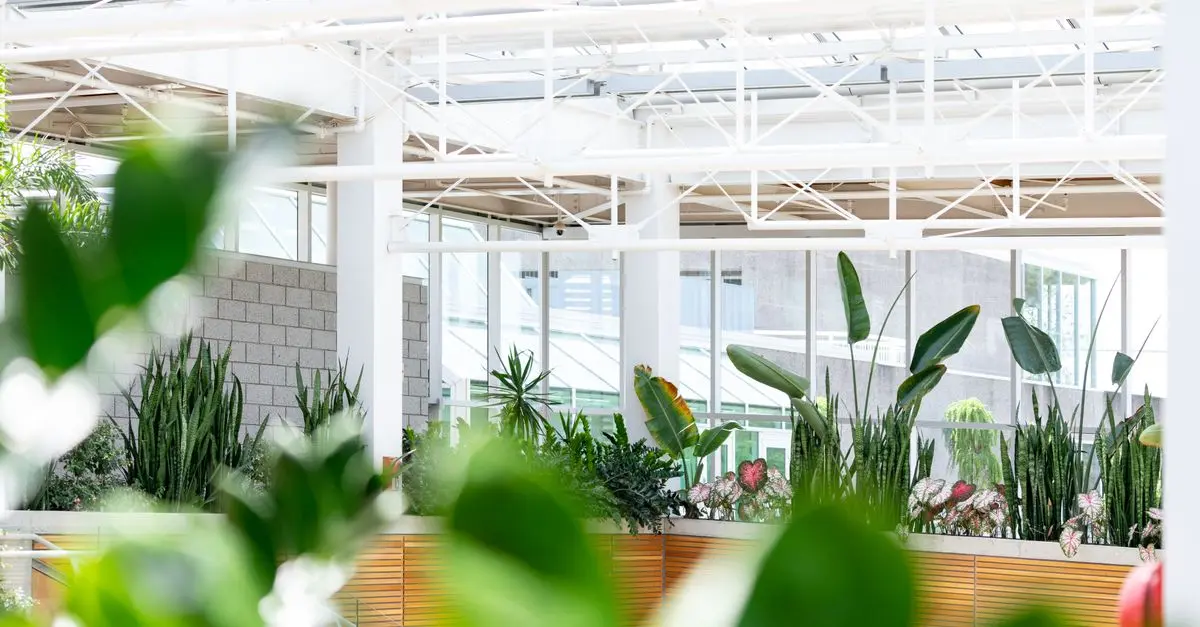 Les 10 plantes d'intérieur les plus faciles à entretenir