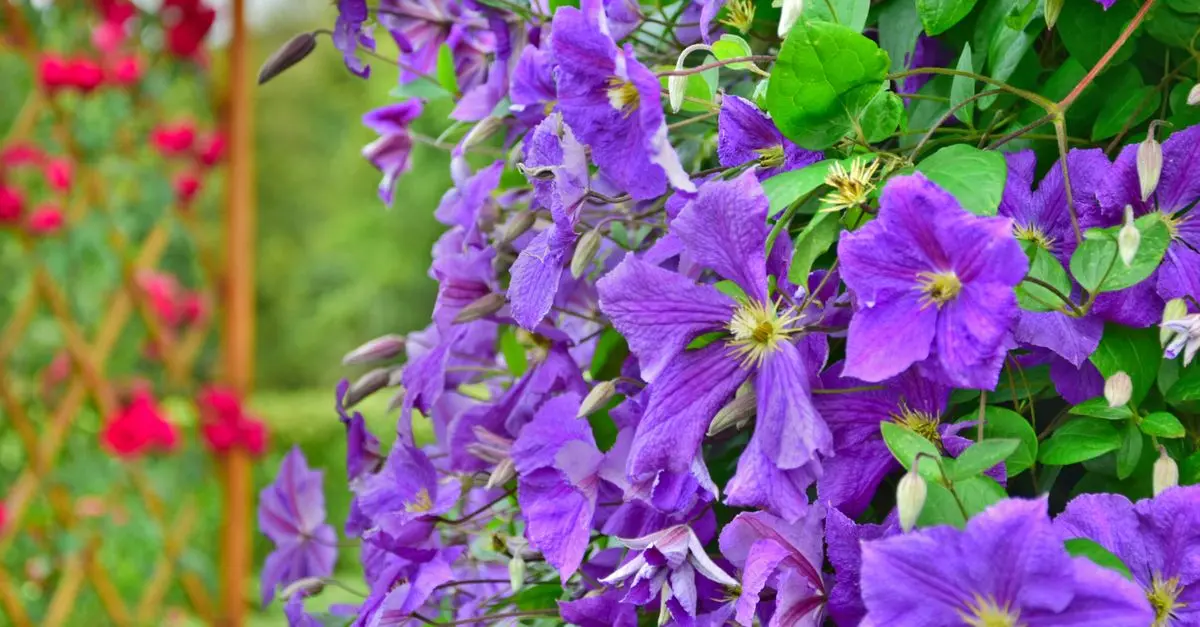 Les Meilleures Plantes Grimpantes pour Embellir Votre Jardin