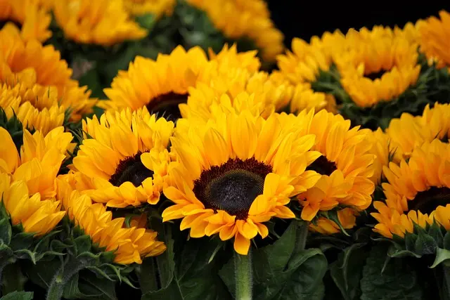 10 Plantes Indispensables pour un Jardin Écologique et Épanouissant