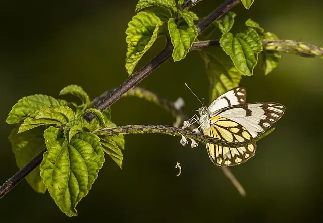 Comment créer un jardin écologique pour préserver la biodiversité
