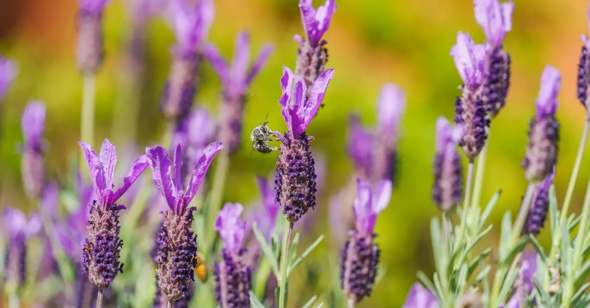 Les meilleures fleurs pour attirer les abeilles