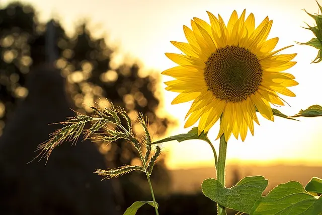 Les Plantes à Fleurs Indispensables Pour Créer un Jardin Éblouissant