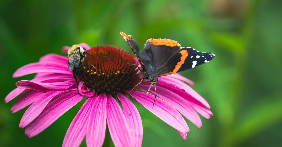 Comment choisir les meilleures plantes pour attirer les pollinisateurs