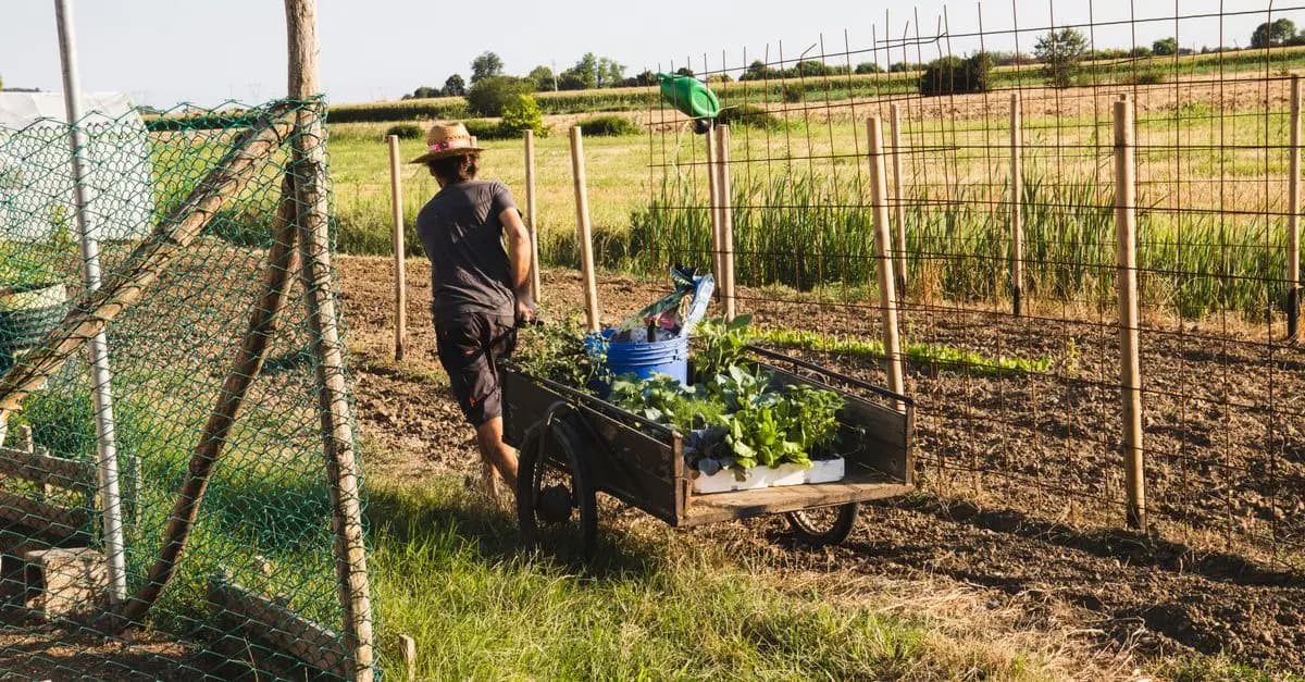 Comment Créer un Jardin Biodiversifié : Guide Complet
