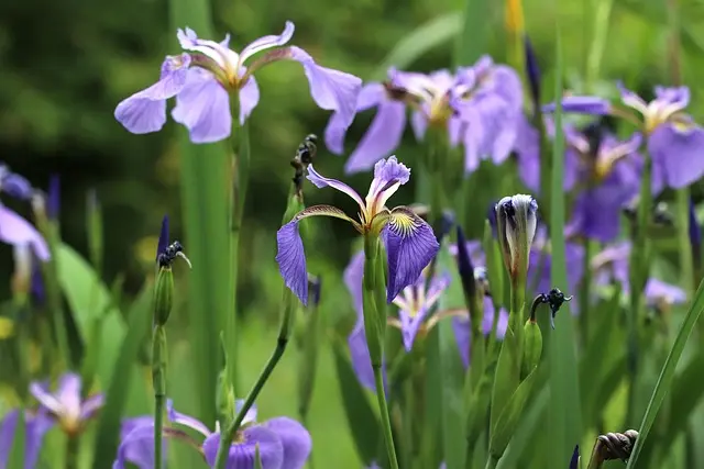 5 Plantes Parfaites pour un Jardin Écoterrifiant et Attrayant