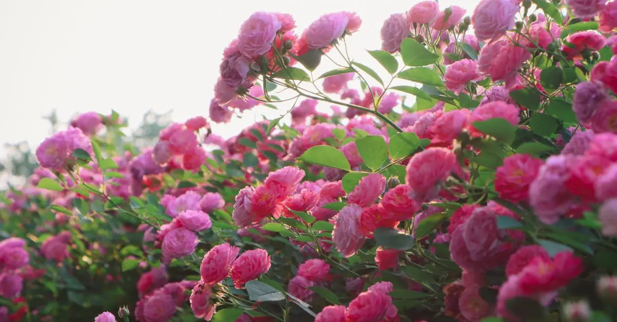 Les plantes les plus odorantes pour un jardin parfumé