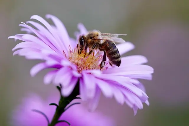 Comment Cultiver des Plantes Amies des Abeilles dans Votre Jardin