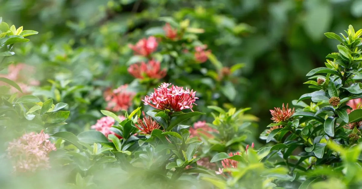 Comment créer un jardin d'hiver éblouissant : Guide pratique