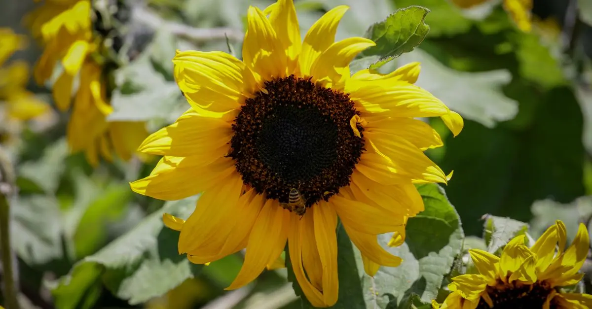 Comment créer un jardin vivant : Astuces pour attirer la faune