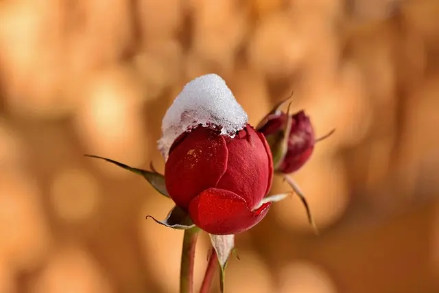 Comment créer un jardin d'hiver épanouissant : Guide pratique