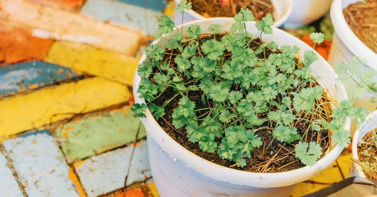 Comment créer un jardin aromatique en pleine terre : Guide pratique