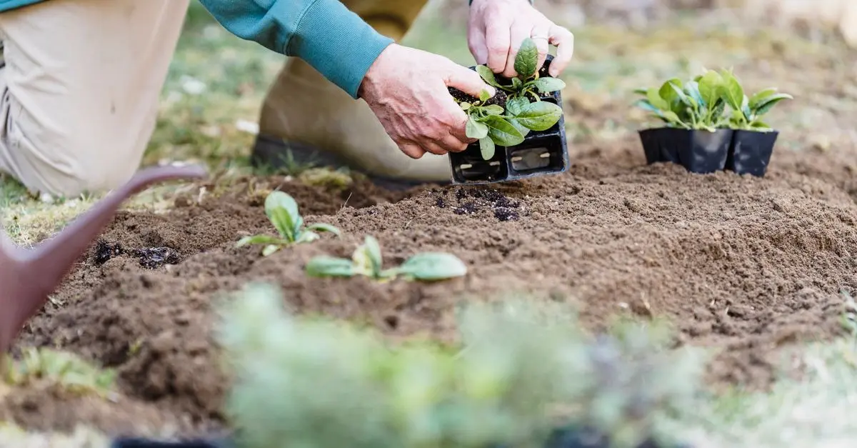 Les Meilleures Pratiques Pour Cultiver Des Plantes Écologiques