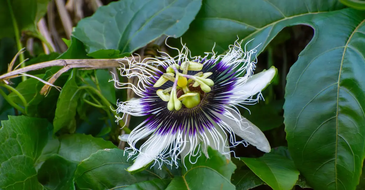 Les meilleures plantes pour un jardin en pot : choix et conseils